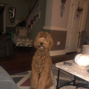 Meet your Posher, Bridgette